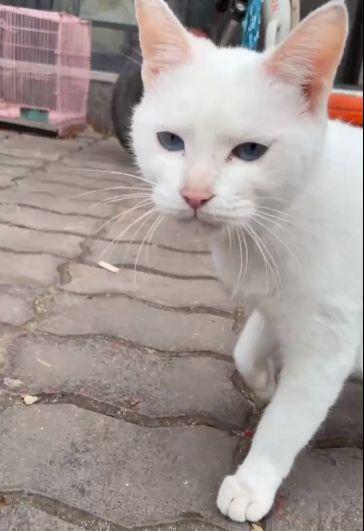 猫咪爆料视频大全集,视频大全集精彩瞬间回顾 第2张 猫咪爆料视频大全集,视频大全集精彩瞬间回顾 第2张